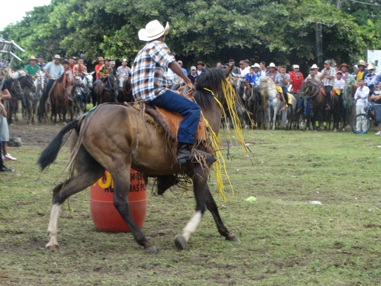 caballos